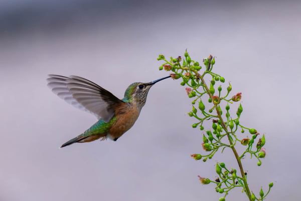 Az-Vac-Mt-Lemmon-2025-08-19-Hummingbird-Rufous-1.webp