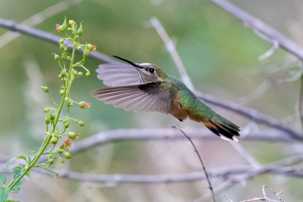 Az-Vac-Mt-Lemmon-2025-08-19-Hummingbird-Rufous-2.webp
