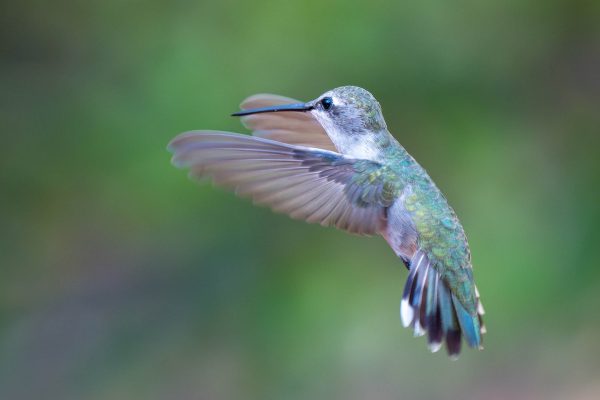 Az Vac Patagonia Paton Ctr 2025-08-21 - Hummingbird, Anna's (F) poss