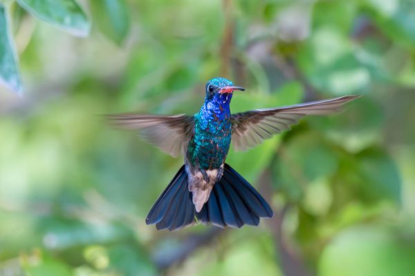 Az Vac Patagonia Paton Ctr 2025-08-21 - Hummingbird, Broad-billed