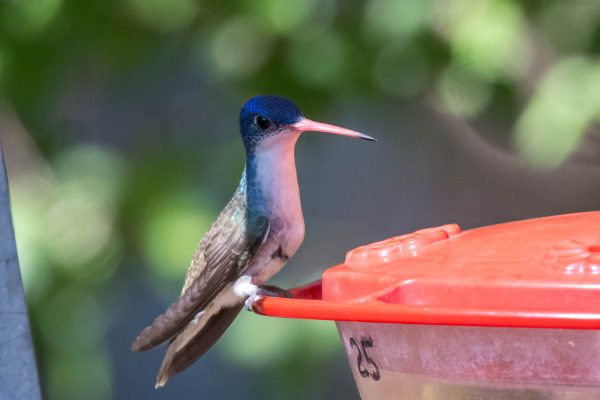 Az Vac Patagonia Paton Ctr 2025-08-21 - Hummingbird, Violet-crowned