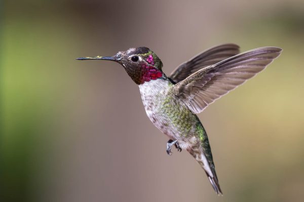 Az Vacn Ash Canyn Brd Sanc 2025-08-24 - Hummingbird, Anna's (1)