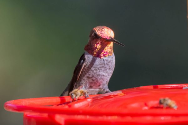 Az Vacn Ash Canyn Brd Sanc 2025-08-24 - Hummingbird, Anna's