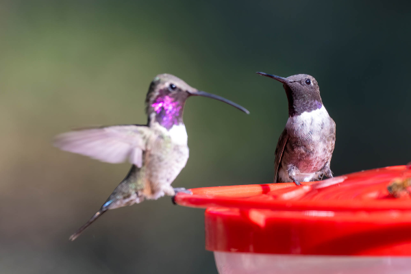 Az Vacn Ash Canyn Brd Sanc 2025-08-24 - Hummingbird, Black-chinned with Lucifer