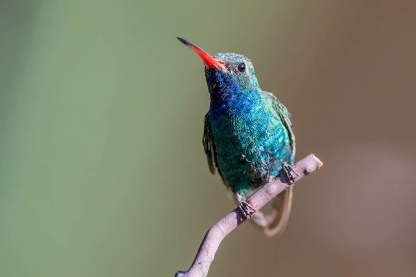 Az Vacn Ash Canyn Brd Sanc 2025-08-24 - Hummingbird, Broad-billed (2)