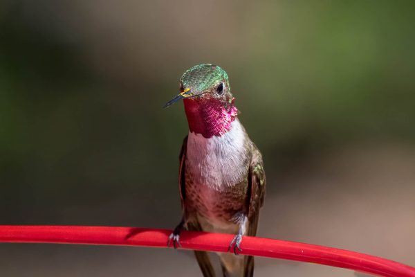 Az Vacn Ash Canyn Brd Sanc 2025-08-24 - Hummingbird, Broad-tailed