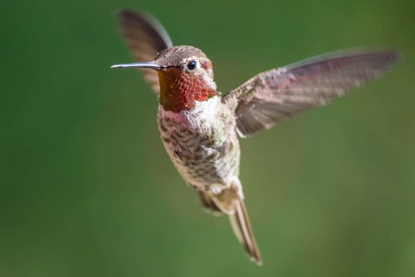 Az Vacn Ash Canyn Brd Sanc 2025-08-24 - Hummingbird, Calliope