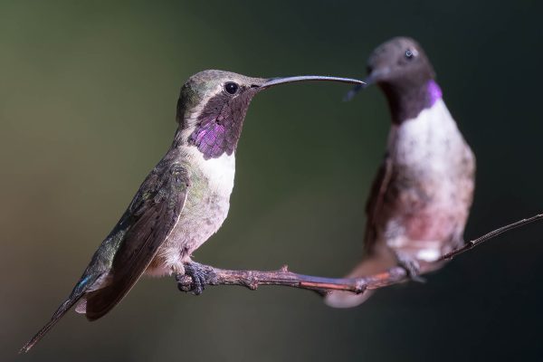 Az Vacn Ash Canyn Brd Sanc 2025-08-24 - Hummingbird, Lucifer with Blk-chnnd (2)