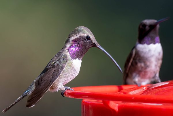 Az Vacn Ash Canyn Brd Sanc 2025-08-24 - Hummingbird, Lucifer with Blk-chnnd