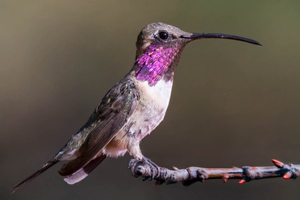 Az Vacn Ash Canyn Brd Sanc 2025-08-24 - Hummingbird, Lucifer