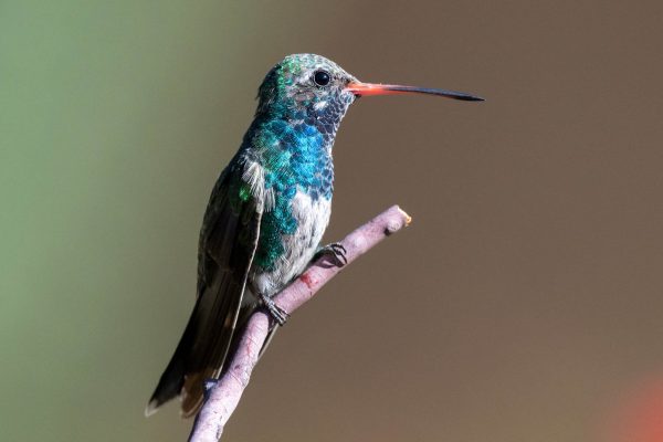 Az Vacn Ash Canyn Brd Sanc 2025-08-24 - Hummingbird, broad-billed