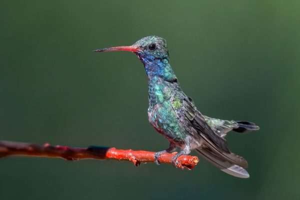 Az Vacn Ash Canyn Brd Sanc 2025-08-24 - Hummingbired, Broad-billed