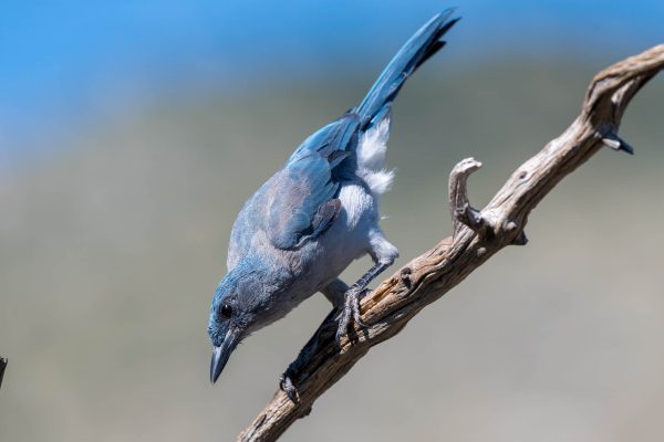 Az Vacn Ash Canyn Brd Sanc 2025-08-24 - Jay, Mexican (2)