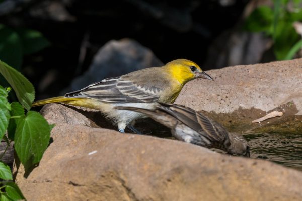 Az Vacn Ash Canyn Brd Sanc 2025-08-24 - Oriole, Bullock's (1)