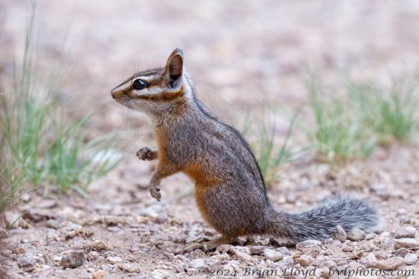 Az Vacn Cave Creek Ranch 2025-08-26 - Chipmunk, Cliff (2)