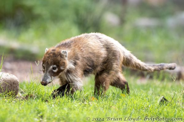 Az Vacn Cave Creek Ranch 2025-08-26 - Coati, White-nosed (2)