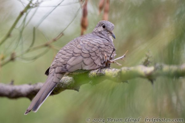 Az Vacn Cave Creek Ranch 2025-08-26 - Dove, Inca (3)