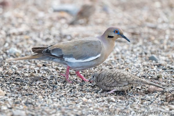 Az Vacn Cave Creek Ranch 2025-08-26 - Dove, White-winged (1)