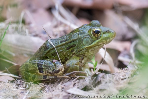 Az Vacn Cave Creek Ranch 2025-08-26 - Frog, Chiricahua Leopard