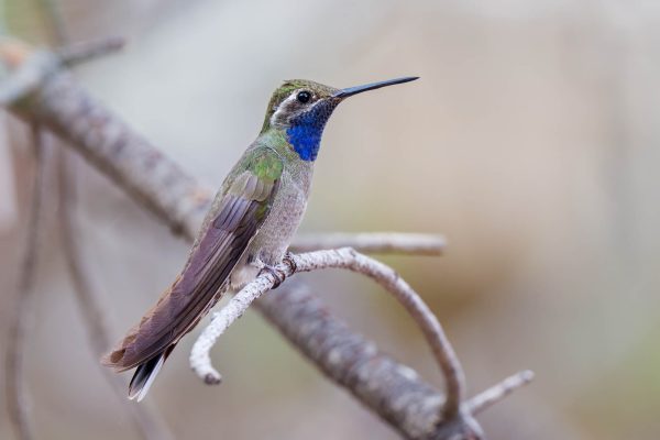 Az Vacn Cave Creek Ranch 2025-08-26 - Hummingbird, Blue-throated (1)