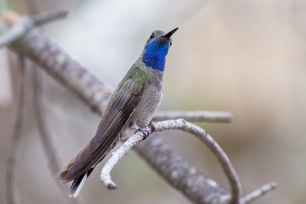 Az Vacn Cave Creek Ranch 2025-08-26 - Hummingbird, Blue-throated (2)