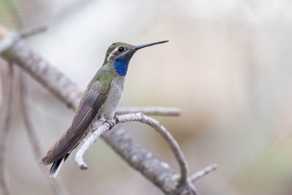 Az Vacn Cave Creek Ranch 2025-08-26 - Hummingbird, Blue-throated (3)