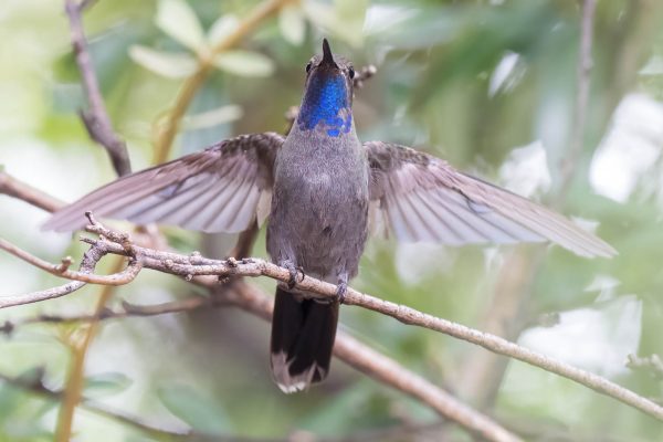 Az Vacn Cave Creek Ranch 2025-08-26 - Hummingbird, Blue-throated (4)