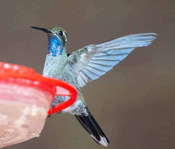 Az Vacn Cave Creek Ranch 2025-08-26 - Hummingbird, Blue-throated (5)