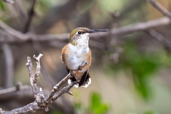 Az-Vacn-Cave-Creek-Ranch-2025-08-26-Hummingbird-Rufous-F-2.webp
