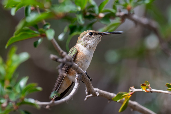 Az-Vacn-Cave-Creek-Ranch-2025-08-26-Hummingbird-Rufous-F-3.webp