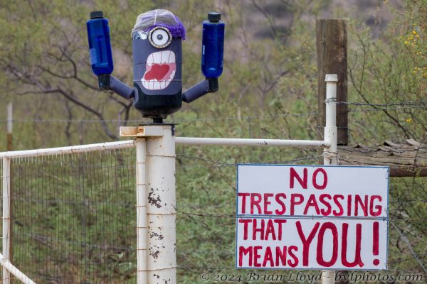 Az Vacn Cave Creek Ranch 2025-08-26 - Minions (2)