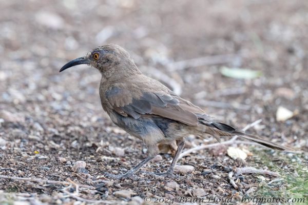 Az Vacn Cave Creek Ranch 2025-08-26 - Thrasher, Curved-billed (1)