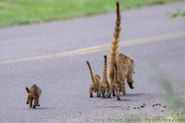 Az Vacn Chirica Natnl Momumnt 2025-08-25 - Coati, White-nosed (3)