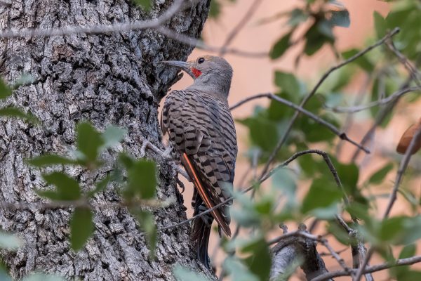 Az Vacn Chiricahuas 2025-08-27 - Flicker, Northern Red Shafted