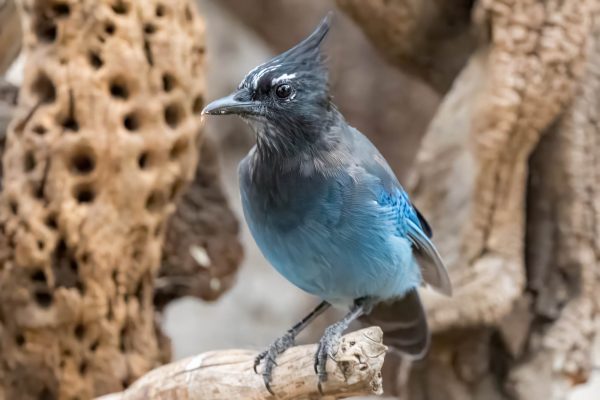 Az Vacn Chiricahuas 2025-08-27 - Jay, Stellar's (2)