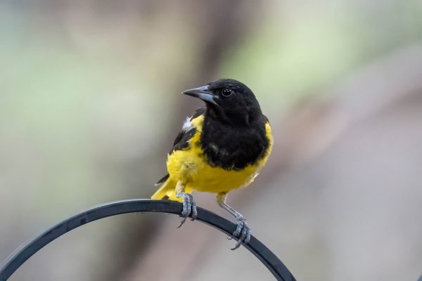 Az Vacn Chiricahuas 2025-08-27 - Oriole, Scotts (1)