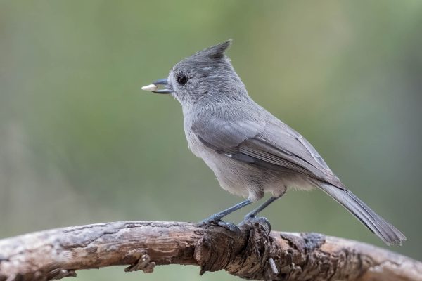 Az Vacn Chiricahuas 2025-08-27 - Titmouse, Juniper