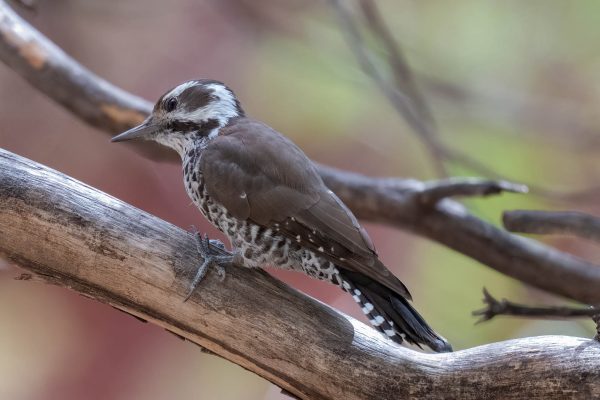 Az Vacn Chiricahuas 2025-08-27 - Woodpecker, Arizona
