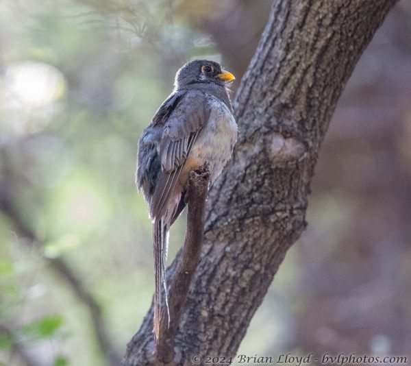 Az Vacn Chiricahuas 2025-08-29 - Trogan, Elegant (F) (1)