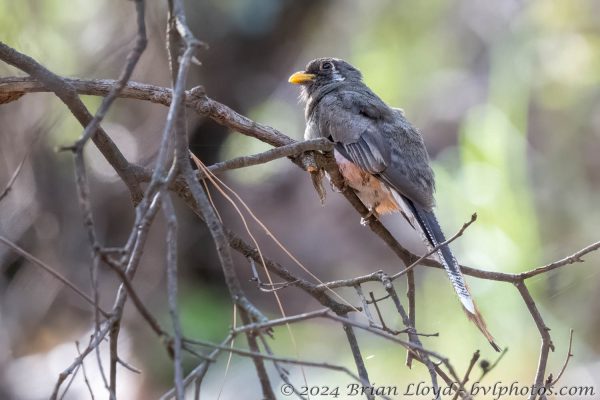 Az Vacn Chiricahuas 2025-08-29 - Trogan, Elegant (F) (2)