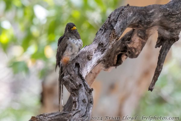 Az Vacn Chiricahuas 2025-08-29 - Trogan, Elegant (F) (4)