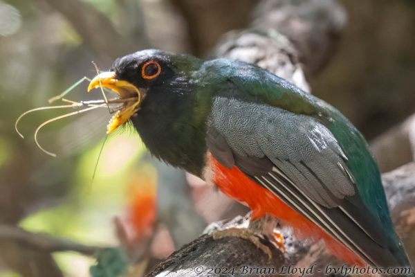 Az Vacn Chiricahuas 2025-08-30 - Trogan, Elegant (11)