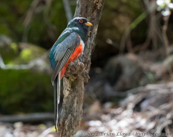 Az Vacn Chiricahuas 2025-08-30 - Trogan, Elegant (3)