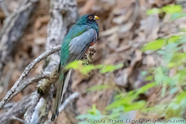 Az Vacn Chiricahuas 2025-08-30 - Trogan, Elegant (6)