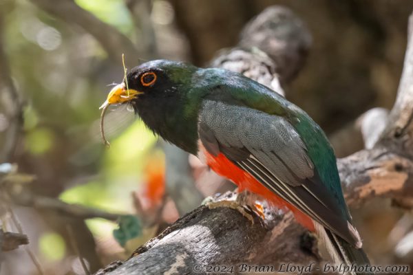 Az Vacn Chiricahuas 2025-08-30 - Trogan, Elegant (8)