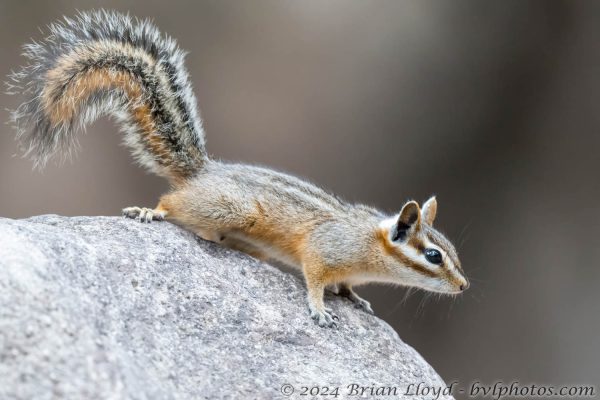 Az Vacn Chiricahuas S Fork 2025-08-28 - Chipmunk, Cliff