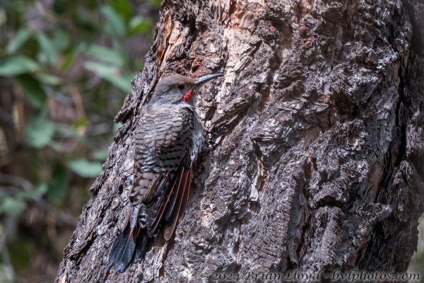 Az Vacn Chiricahuas S Fork 2025-08-28 - Flicker, Northern, Red-shafted