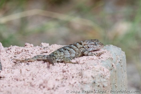 Az Vacn Chiricahuas S Fork 2025-08-28 - Lizard, Unid