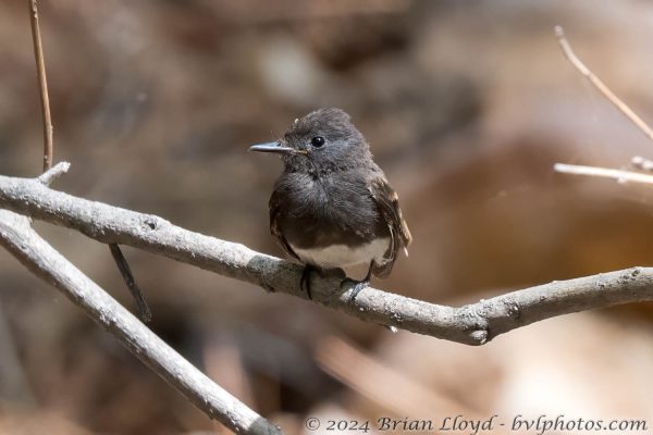 Az Vacn Chiricahuas S Fork 2025-08-28 - Phoebe, Black (1)