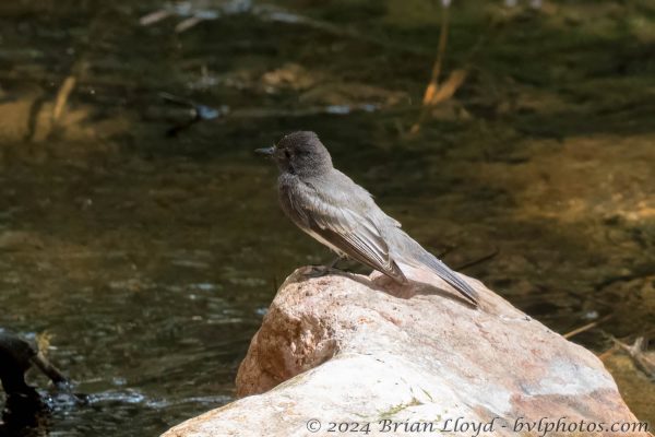 Az Vacn Chiricahuas S Fork 2025-08-28 - Phoebe, Black (3)